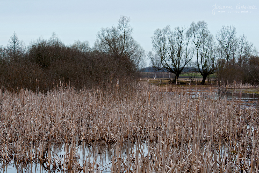 012_Biebrza - kwiecien 2013.jpg
